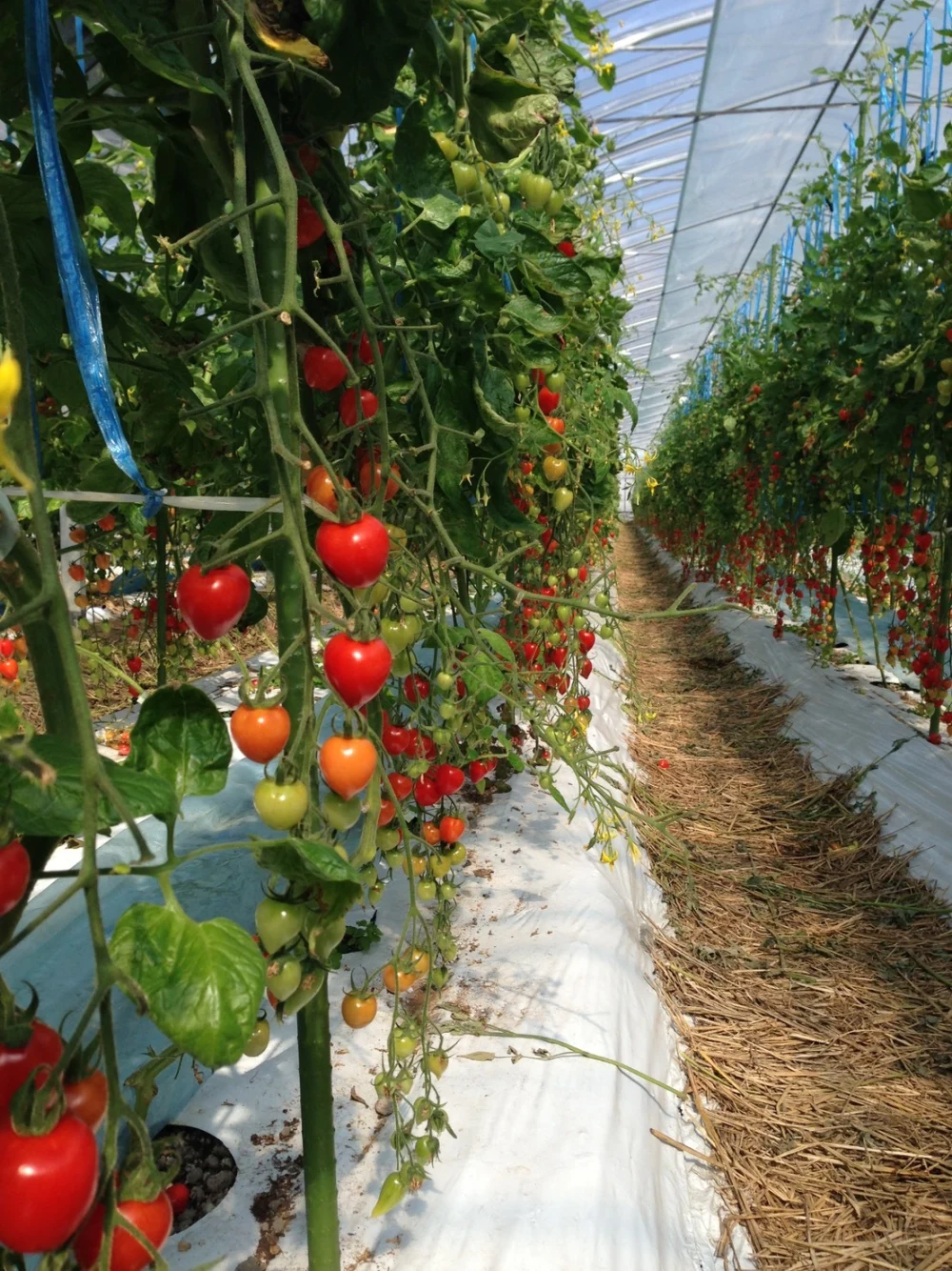 お得な3kg❗️いちごのようなハート型のトマト☆トマトベリー｜野菜の