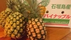 【送料込】沖縄・石垣島産　完熟パイナップル　2.5～3.0㎏