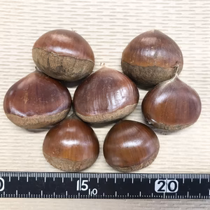 小粒でごめんね！大分県産栗2kg