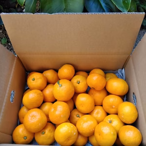 愛媛のみかん 家庭用4キロ大小混　