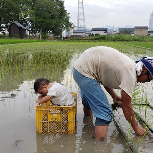 【玄米/自然栽培/「旭一号」/天日】徳島の清流吉野川の恵みで栽培