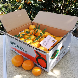 自然豊かな紀伊半島の段々畑で育てた“木成完熟みかん”