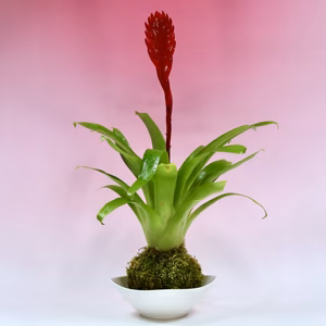 苔玉　大インコアナナス