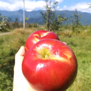 今期最終！【生食も美味★紅玉】 濃厚！ジューシー！