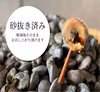 新物幻の貝！ 釜茹でながらみ【大サイズ】(ダンベイキサゴ)
