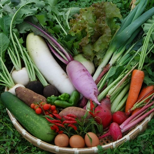 朝採れ野菜セット　無農薬、無化学肥料栽培　オーガニックハーブティープレゼント