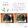 【残りわずか】“4種のさやま白茶” 2022年手摘み新茶