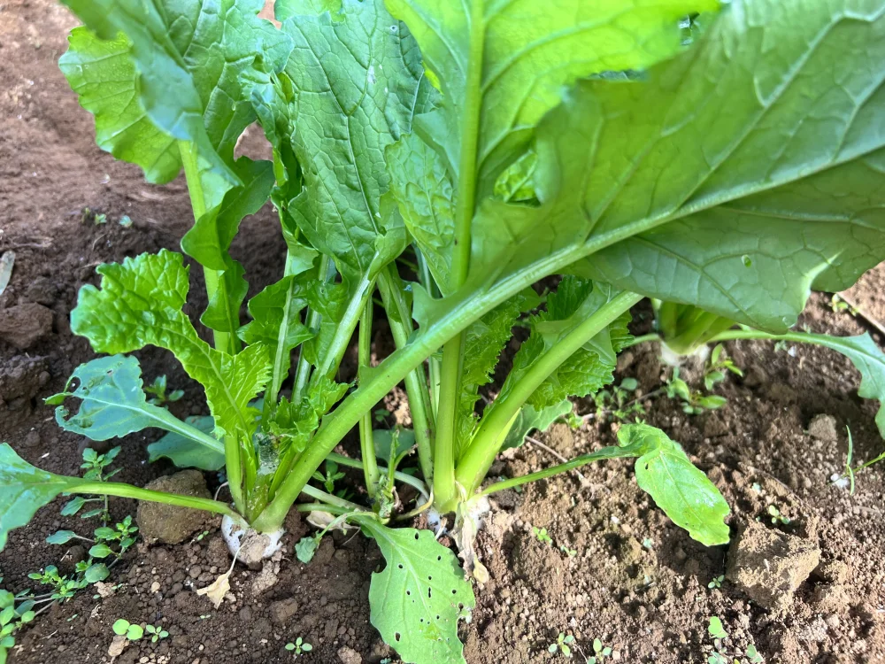 今が旬！　千葉県産　かぶ　2kg 収穫した日に発送
