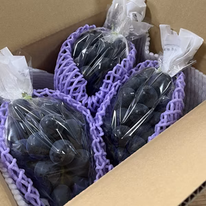 大粒【ナガノパープル】クール便で新鮮 皮ごとジューシー 3房 1.7㎏以上