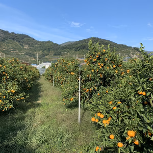 「小粒みかん！」和歌山有田　　ゆら早生みかん　3Sサイズ5kg