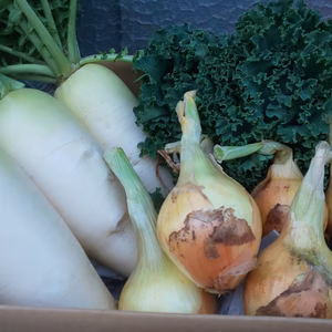 ミニ大根・玉ねぎ・ケールセット