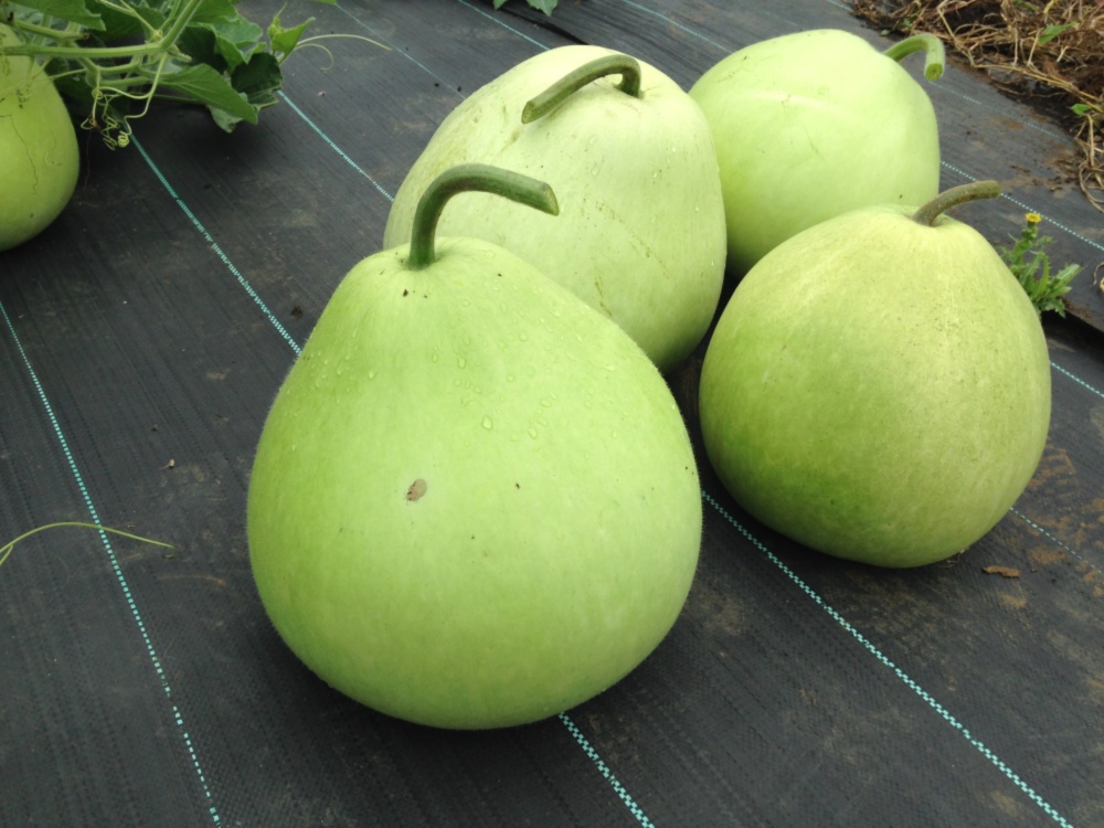 おうちで 手作りかんぴょう つくってみませんか ユウガオ かんぴょう加工サイズ 農家漁師から産地直送の通販 ポケットマルシェ