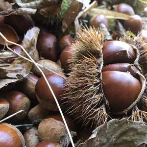 氷温熟成・生栗 2L～3Lサイズ【1.5kg】