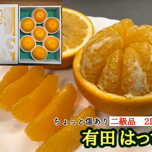 ≪農家直送≫傷あり手詰有田はっさく2L×7玉【南泰園】
