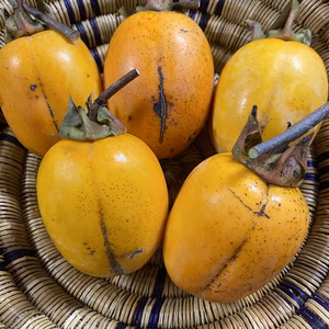 【送料500円引】干し柿用 西条柿 5kg