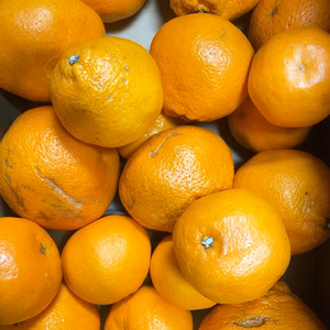 【愛媛県中島産】プチプチ食感！はるみみかん！サイズ混合5kg