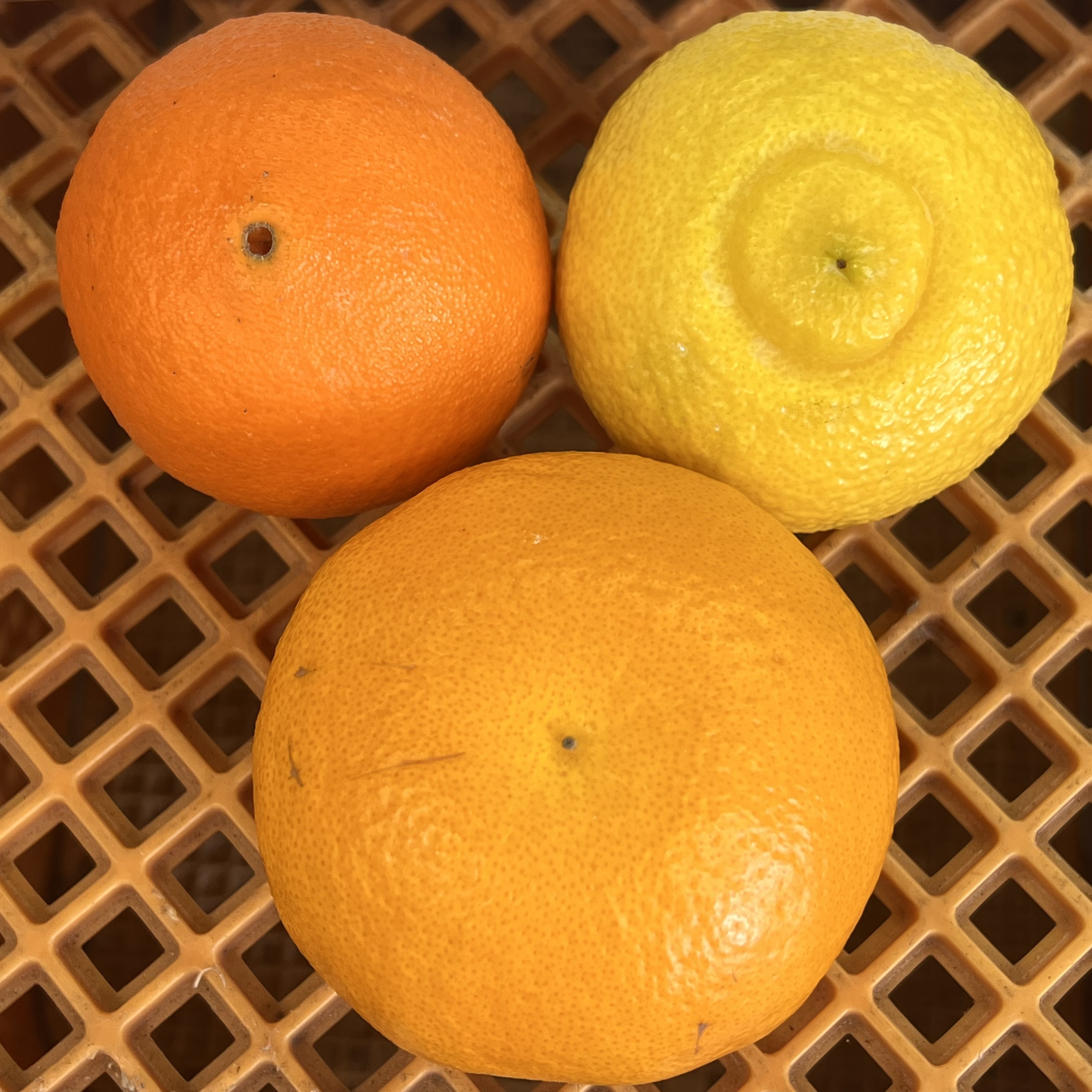 愛媛県西宇和産 柑橘♡４種詰め合わせ 減農薬4.5キロ箱込み - 果物