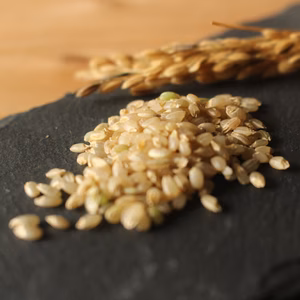 令和７年産「はいごころ」巨大胚芽米（玄米食向け）