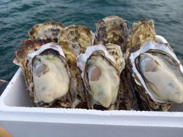 とぉ～ってもミルキーな牡蠣三陸直送！殼付き牡蠣生食用20個