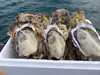 とぉ～ってもミルキーな牡蠣三陸直送！殼付き牡蠣生食用20個