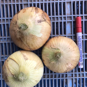 早生玉ねぎ　3個/㎏　農薬不使用　化学肥料不使用　除草剤不使用