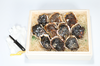 【生食】山口水産の岩牡蠣　入り数選べます　(軍手、ナイフ付き)