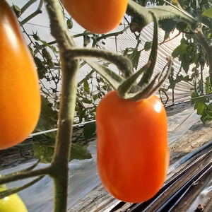 真っ赤な実が食欲をそそる♪甘みがたっぷり！アイコ（１kg）