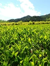 手土産にも最適　自然栽培一番摘み　ほうじ茶