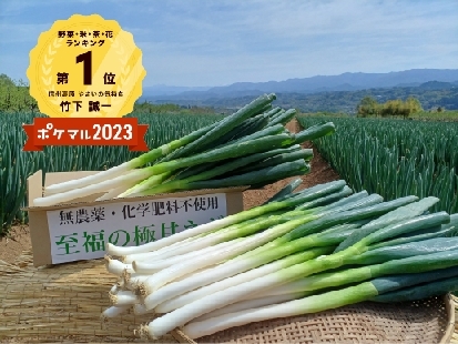 京都府産 九条ねぎ苗 1000本　農家直送　無農薬 京都府産 九条ねぎ苗 1000本 農家直送 無農薬 - メルカリ