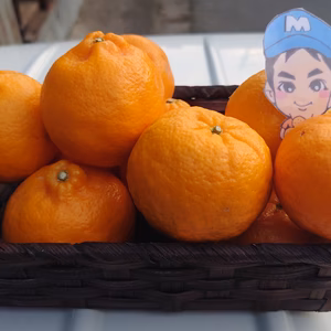 【2月上旬発送】香りも楽しめるまーくん家のポンカン