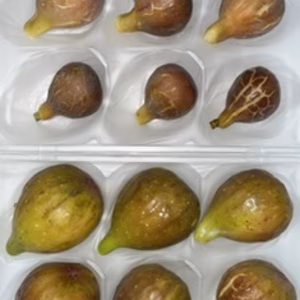 　本日の朝市❗️「バナーネ」&「レディグレイ、レディホワイト」