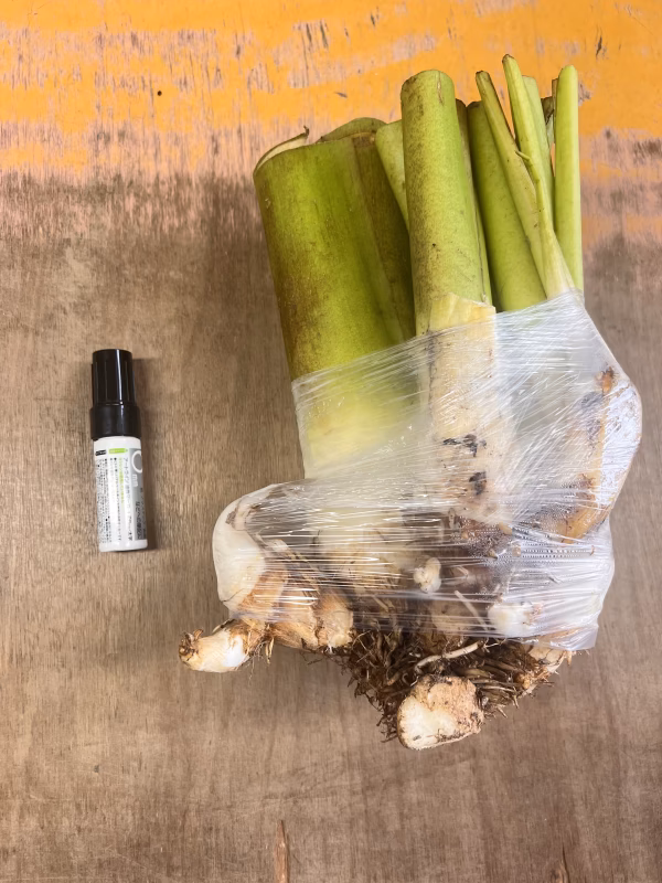 里芋　株付き　芋　芋煮　お盆　お供物　芋煮　