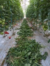 有機質ボカシ肥料を使った完熟トマト 4kg箱 24玉〜27玉入り