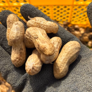 【セール中】落花生の王様！生落花生1.3kg相当品『千葉半立落花生』らっかせい