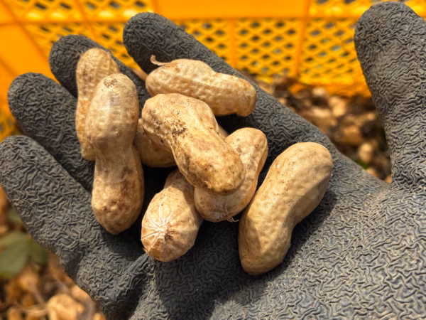 【セール中】落花生の王様！生落花生1.3kg相当品『千葉半立落花生』らっかせい