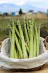 爽やかな夏の味✨会津産　佐瀬農園の笑顔になれるアスパラガス　Lサイズ