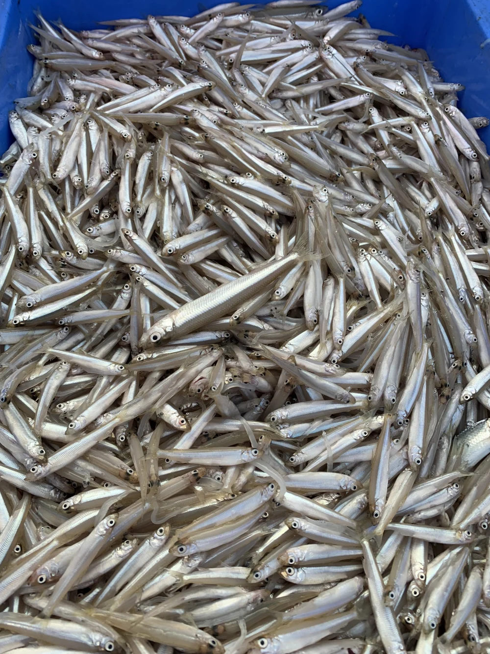 希少♢鮮魚♢霞ヶ浦産♢天然生ワカサギ