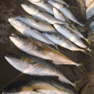 山口県産天然 寒ブリ 大特価  三枚おろししてます！