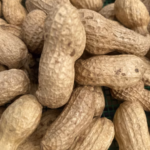 旬農場の『おおまさり』生落花生