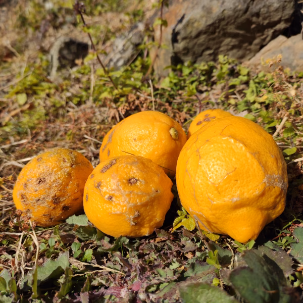 [訳あり]いわぎレモン♪防腐剤 ワックス不使用.加工 保存に丸ごと使える　　　