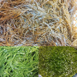 増量中【生のまま】のアカモク １ｋｇ～完全無添加 生のギバサ あかもくぎばさ