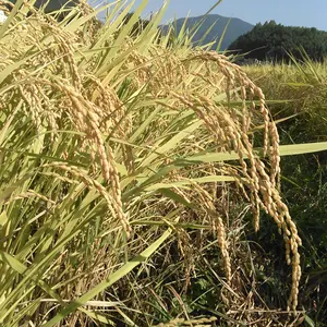 平成３０年産　みさとかけ干し米
