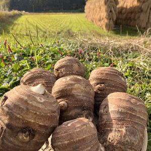 おおふくの里芋の親芋　頭芋　 〜ねっとりほくほく〜　農薬不使用無化学肥料栽培