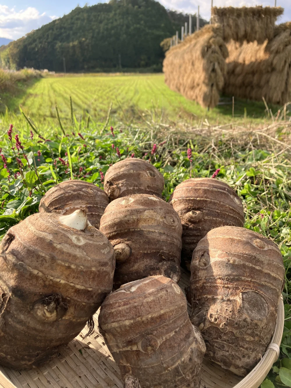 大福の里芋の親芋　5キロ 〜ねっとりほくほく〜　農薬不使用有機肥料栽培