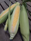 【朝採り】甘生とうもろこし!！《ゴールドラッシュ》スイートコーン