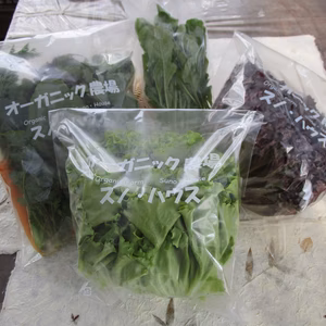 【有機JAS】那須高原のオーガニック野菜セット（4種類以上）