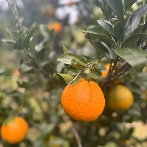 鹿児島・枕崎の太陽育ち【ポンカン】