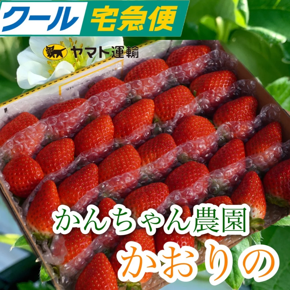 クール便☆新鮮朝採り☆かんちゃん農園の甘いいちご｜果物の商品詳細