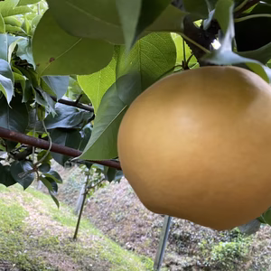 梨　新高　5k箱　くまモン箱にてお届け