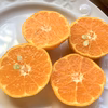 【福袋2024】小さなポンカンでオレンジペースト作ろう！【農薬不使用】